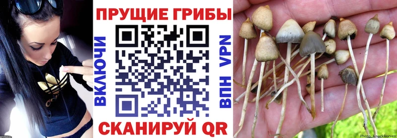 наркотики  Звенигово  Псилоцибиновые грибы MAGIC MUSHROOMS 